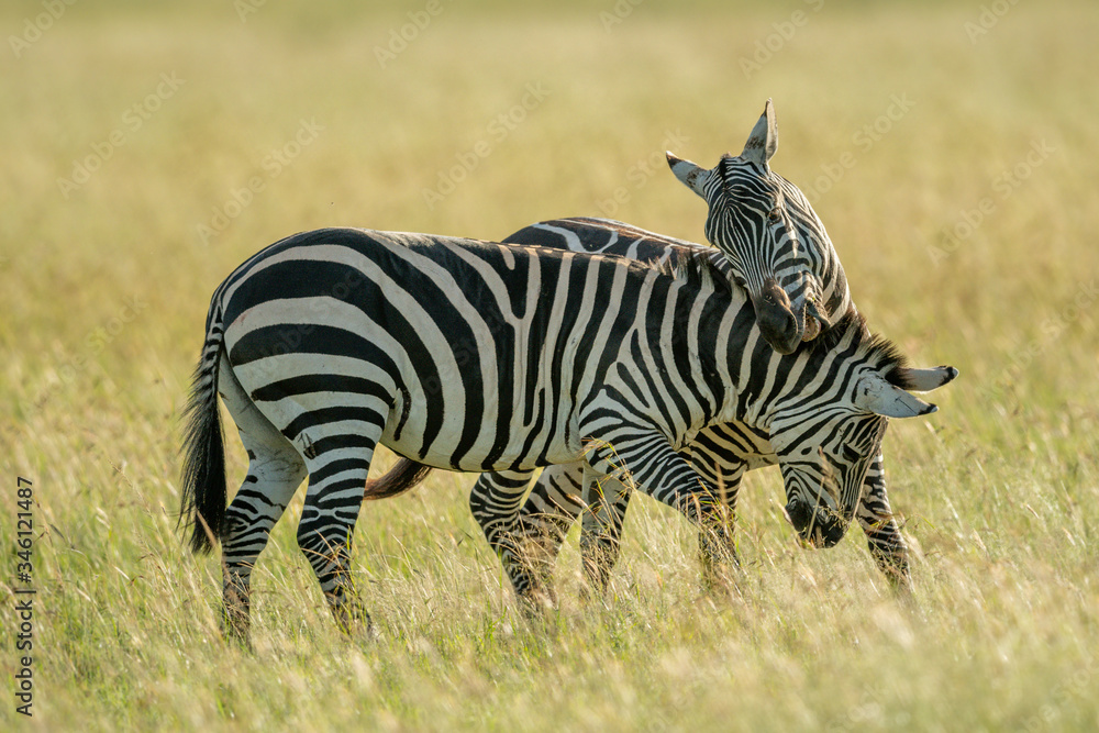 Two plains zebra fight in tall grass Two plains zebra fight in tall grass
