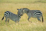Two plains zebra fight in long grass
