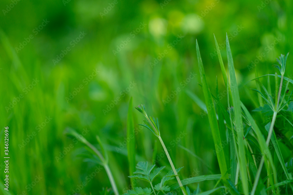 natural defocused green blurred background natural defocused green blurred background