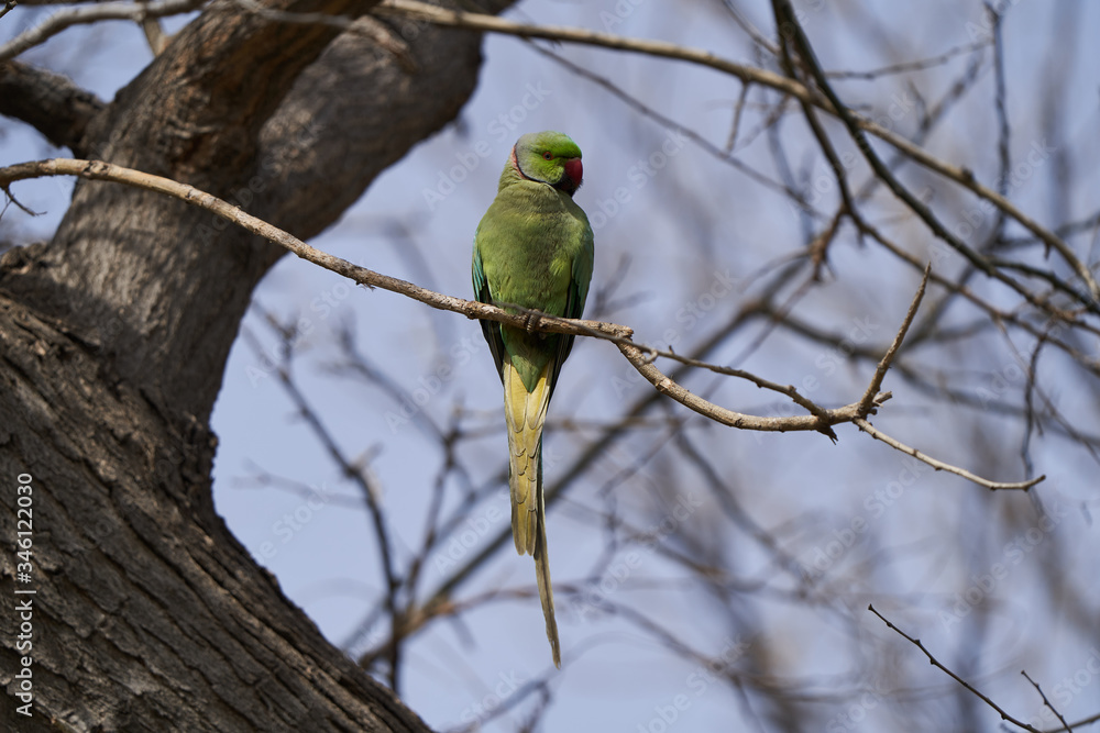 Green parrot bird on tree branch, outdoors Green parrot bird on tree branch, outdoors