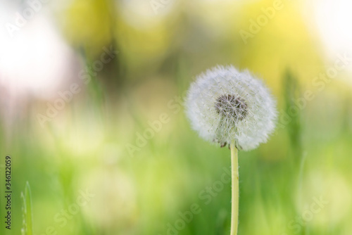 Natural background, dandelion in the field, close up