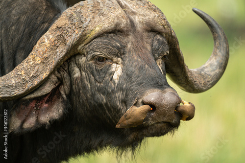 Schilderij op canvas Two yellow-billed oxpeckers clean Cape buffalo nostrils