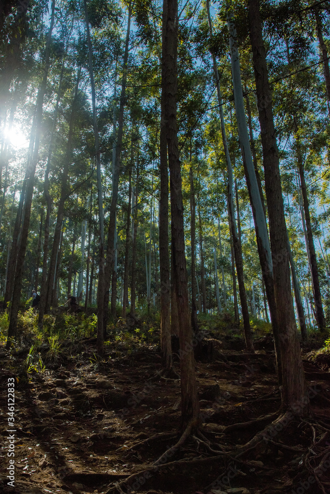 hiking through the forest with the sun hiking through the forest with the sun