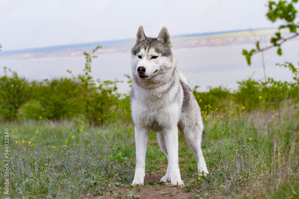 Portrait of a Siberian Husky. Close-up. A dog is standing on the grass. Landscape. Background river. A purebred dog without a leash. Portrait of a Siberian Husky. Close-up. A dog is standing on the grass. Landscape. Background river. A purebred dog without a leash.