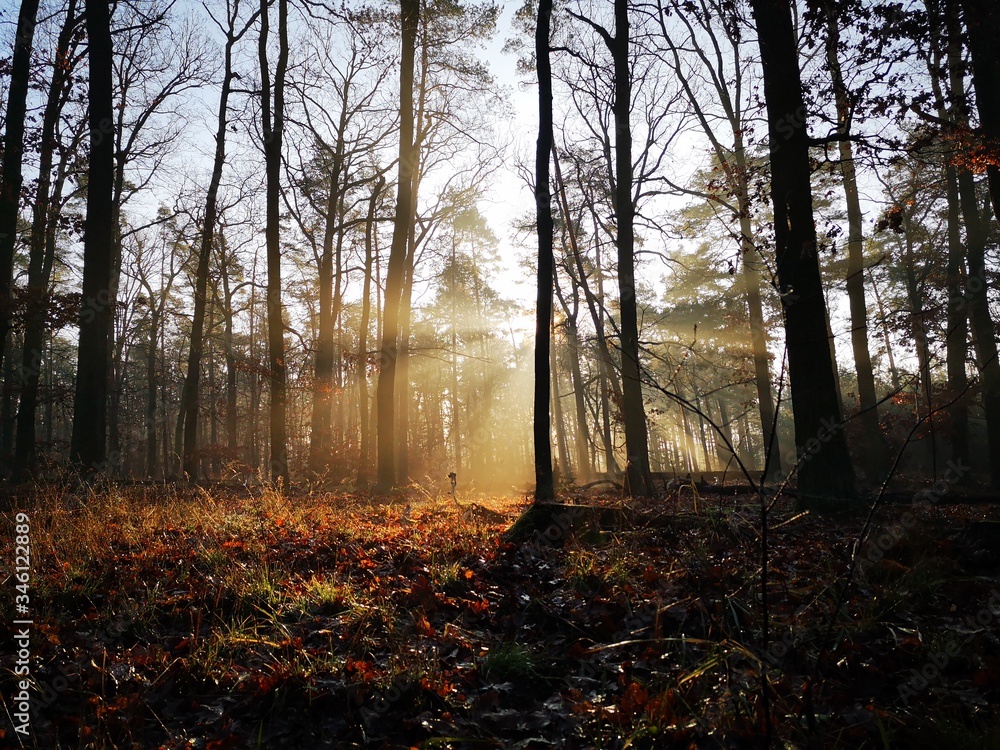 Sonne trifft Bodennebel