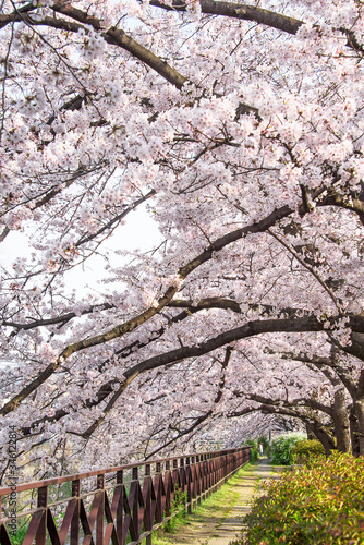 京都　天神川の桜並木