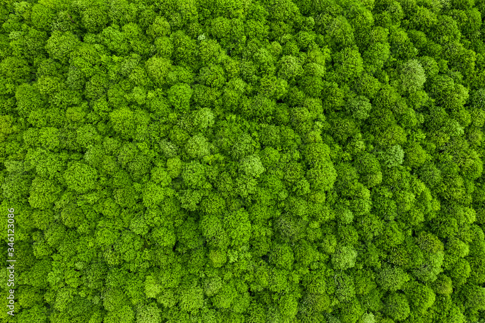Aerial drone view of deciduous forest in summer Aerial drone view of deciduous forest in summer