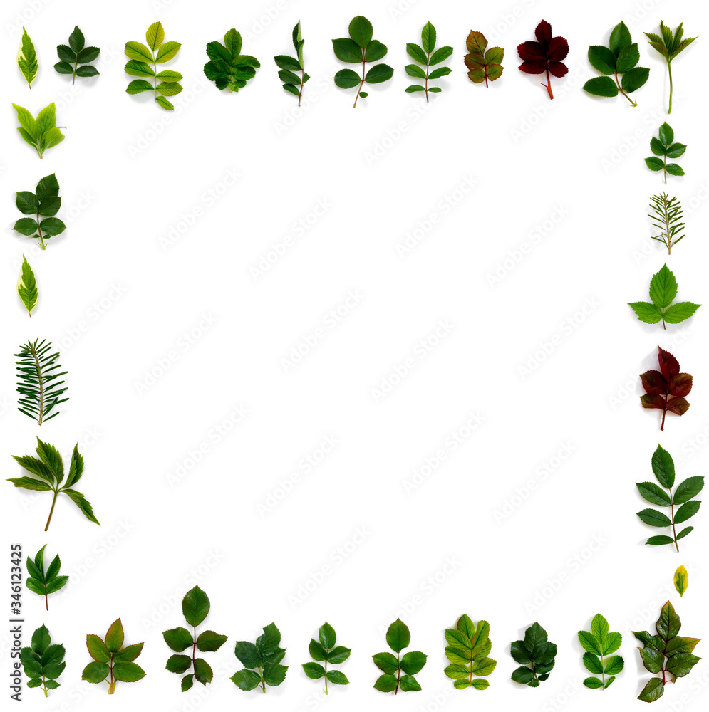 Pattern of various green leaves on white isolated background. Pattern of various green leaves on white isolated background.