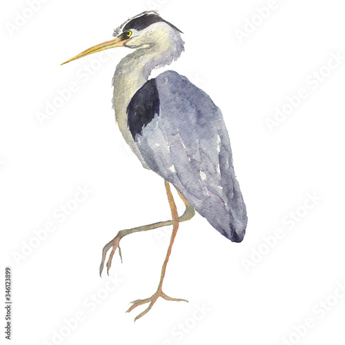 Fotografie Watercolor heron bird isolated on white background