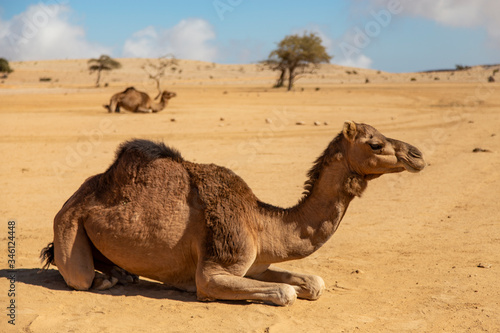 Camel sitting in the desert, Oman, Salma Plateau