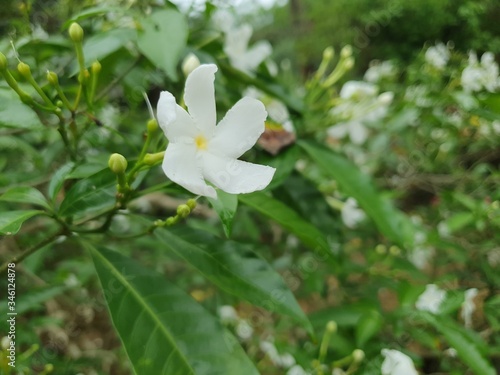 Fototapeta Naklejka Na Ścianę i Meble -  White Natural Flower With Leaves