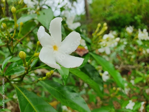 Fototapeta Naklejka Na Ścianę i Meble -  White Natural Flower