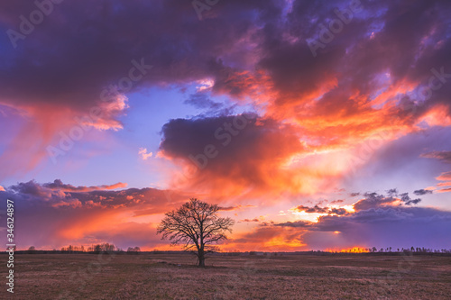 Oak tree silhuette at sunset, evening landscape view