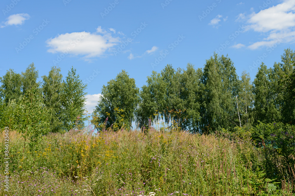 Summer landscape with lush vegetation, trees and blue sky