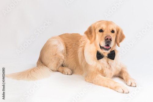 Golden retriever on the floor, with a black bow tie.Studio shot of an adorable Golden retriever lying and looking satisfied - isolated on white background.