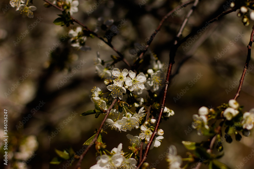 flowering tree in the garden, branches with flowers flowering tree in the garden, branches with flowers