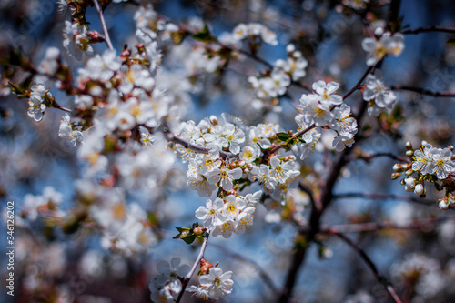 Obraz na płótnie blooming cherry tree w salonie
