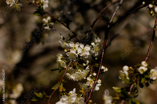 flowering tree in the garden, branches with flowers