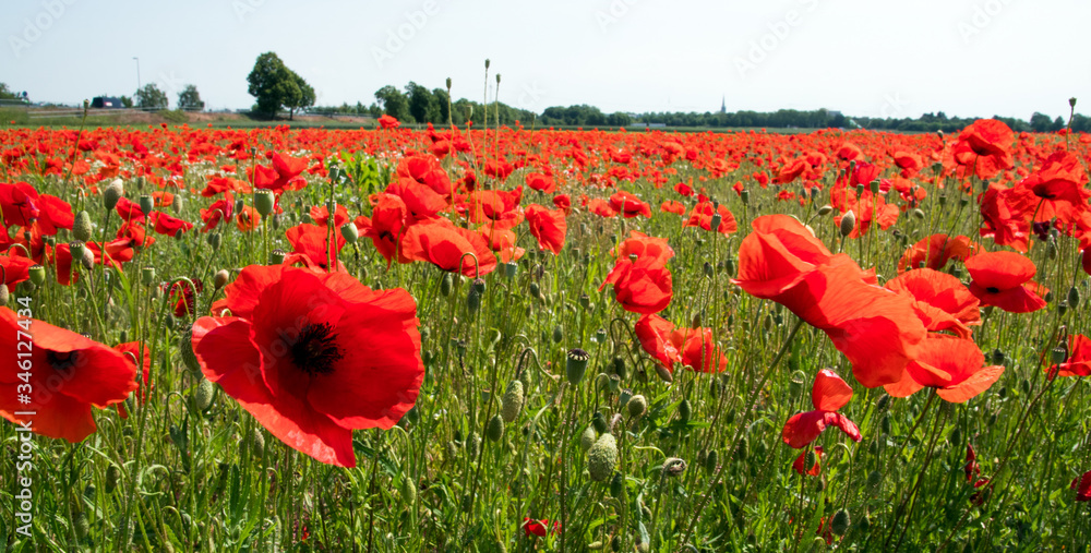 Obraz premium Summer feeling, beauties of summer: Detailed close-up of red poppy blossoms in the summer, Palatinate in Germany, Europe