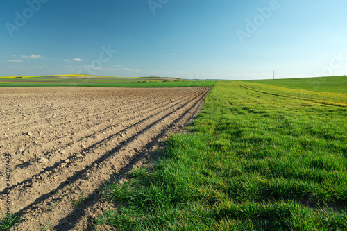 One plowed field and another green  horizon and clear sky  view on a sunny spring day