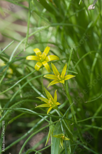 Yellow star-of-Bethlehem (Gagea lutea) flowers in spring, close up shot