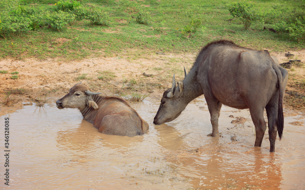 Wild cows in Yala national park, Sri Lanka