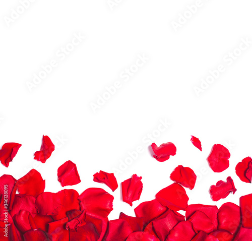 White background with red rose petals