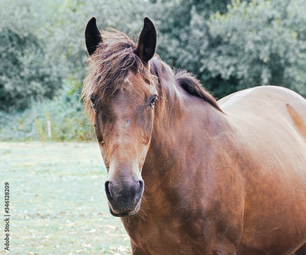 Obraz premium Jument solitaire .