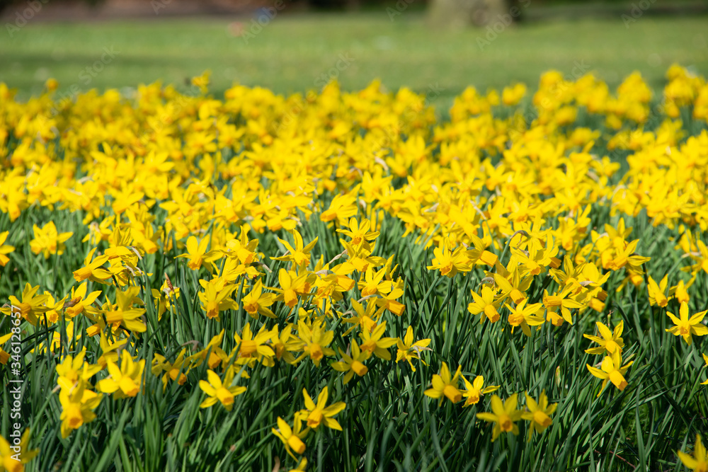 Fototapeta premium Narzissen Feld - Weite voller gelber frischen Blüten in einem Park bei Sonnenschein, Frühling in den Niederlanden