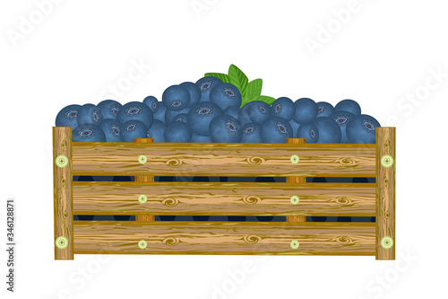 Blueberries in box isolated on white background. Crate of juicy blueberries. Eco farm, market, transportation. Bountiful harvest. For label, package, poster, banner, icon. Stock vector illustration