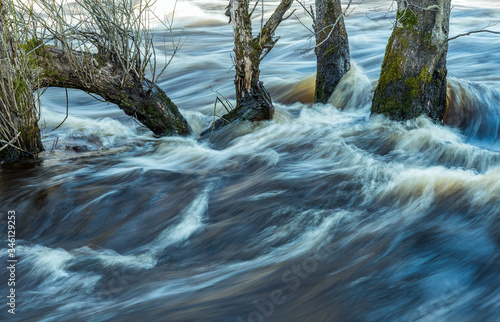 The spring river that flows through the trees at the Swedish river when the water level exceeds normal. photo