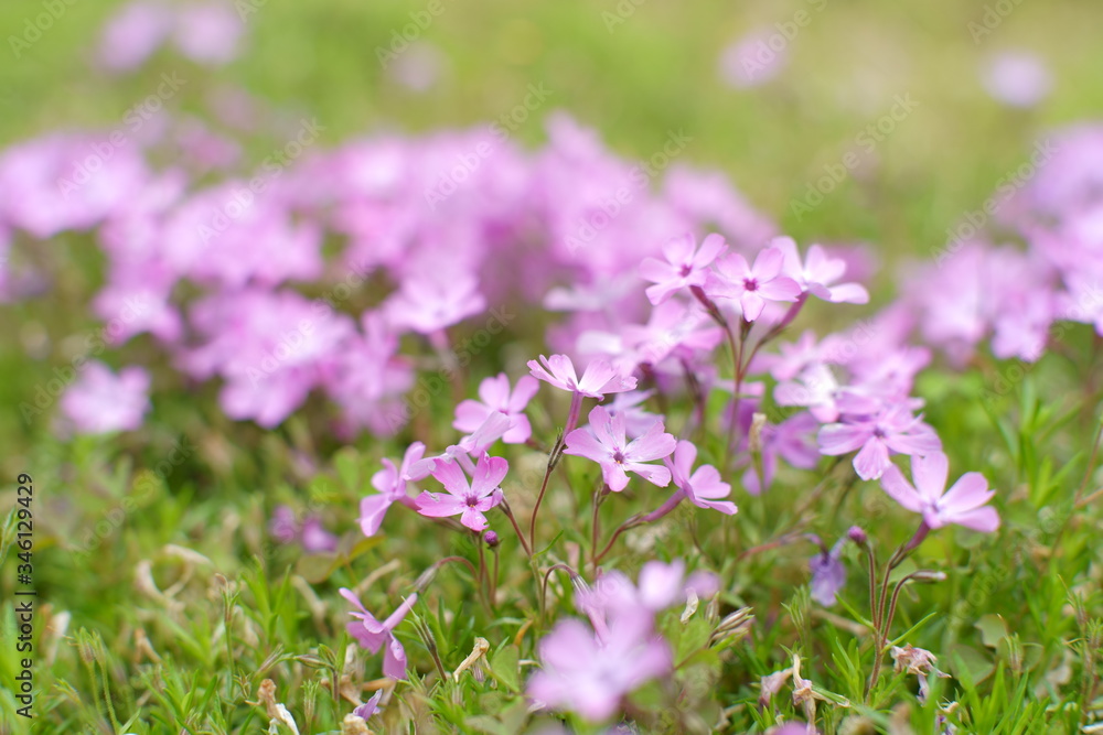 芝桜 芝桜