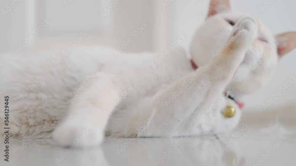 White cat is licking and cleaning itself.cat cleaning his paws and fur White cat is licking and cleaning itself.cat cleaning his paws and fur