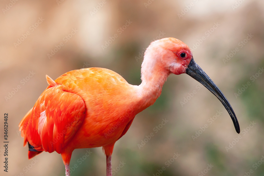 Naklejka premium Ibis rouge
