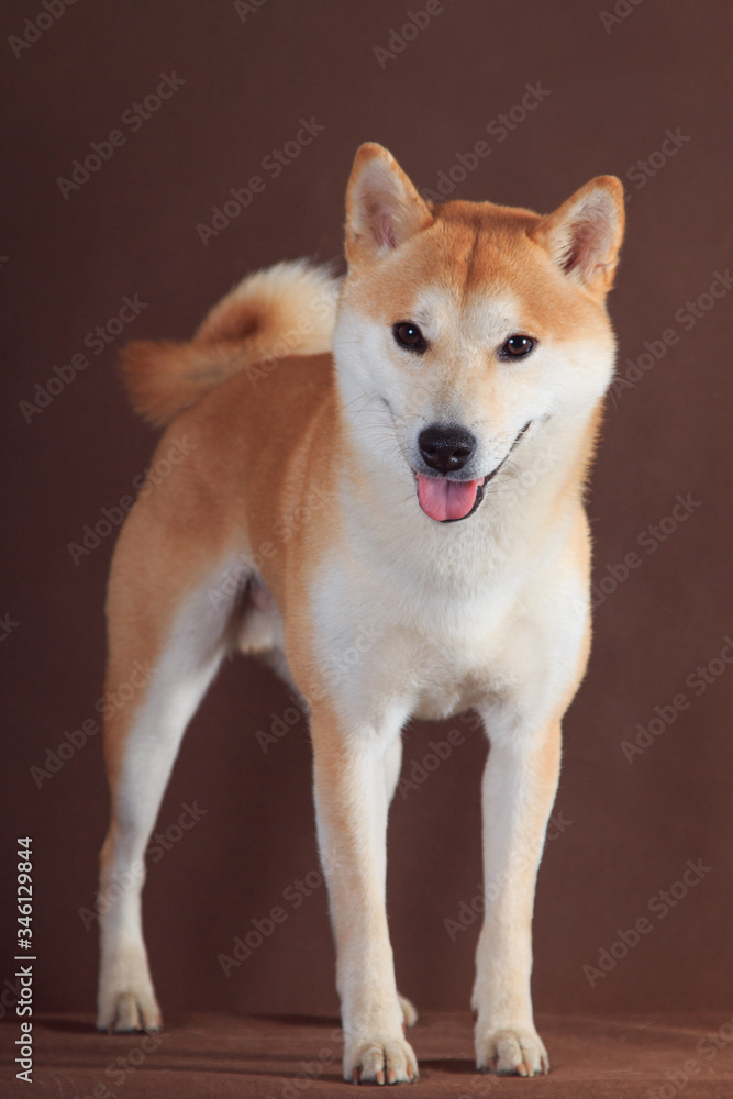 Shiba Inu dog stands on a brown background Shiba Inu dog stands on a brown background