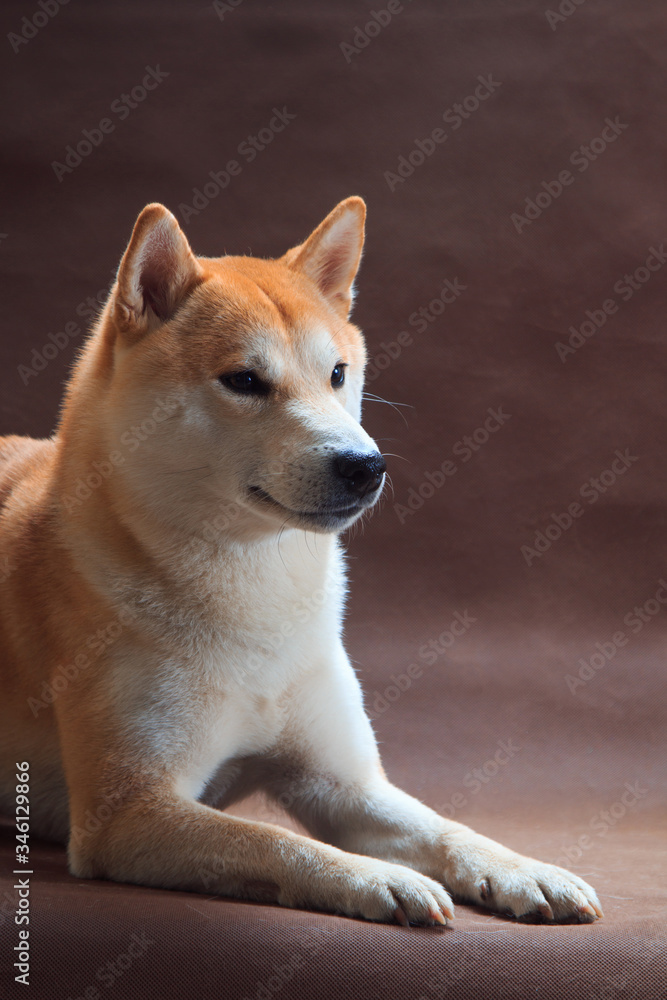 Shiba Inu dog lies on a brown background