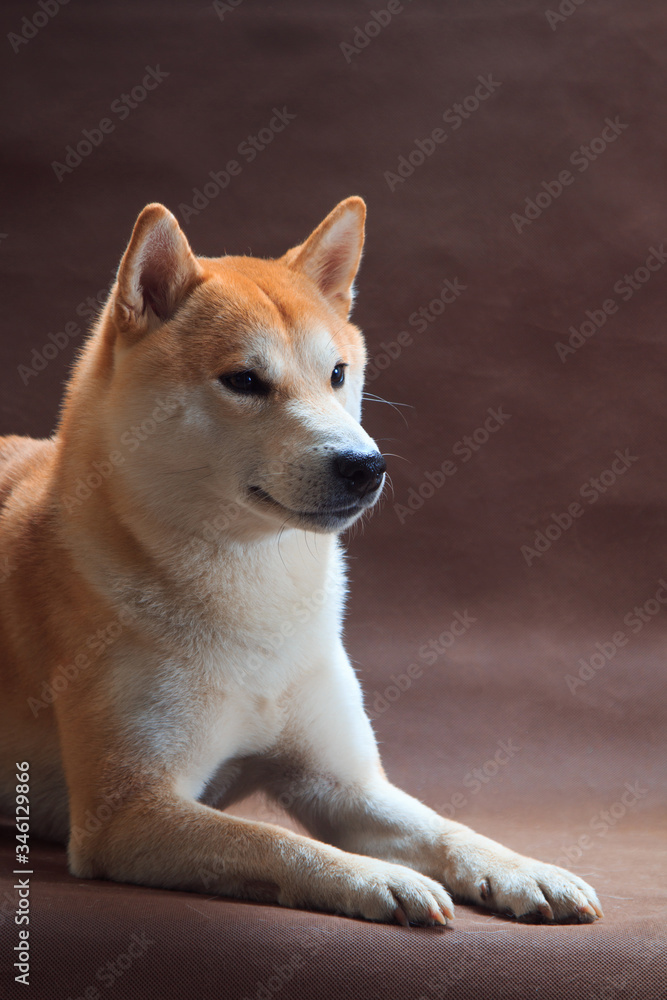 Shiba Inu dog lies on a brown background Shiba Inu dog lies on a brown background
