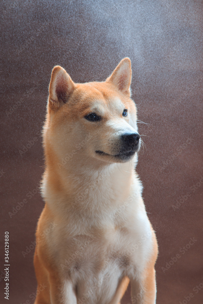 Shiba Inu dog portrait, in spray on a brown background