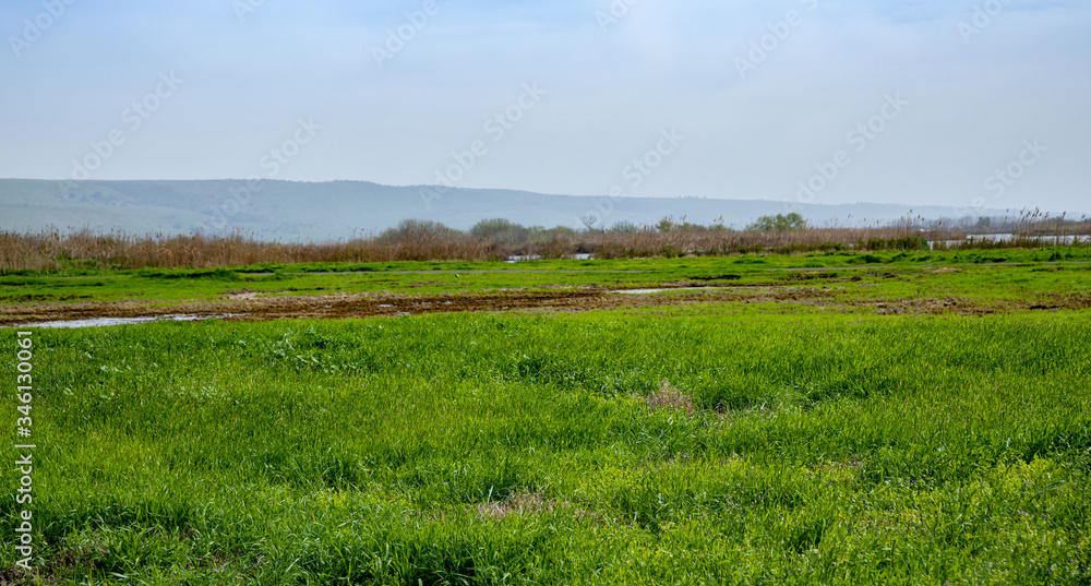 Green field with wild plants