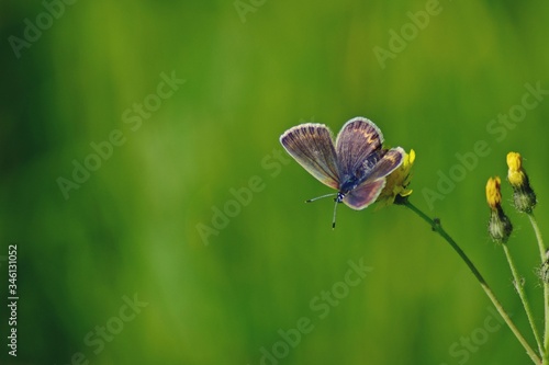 blue butterfly sitting on flower in spring time on sunny day