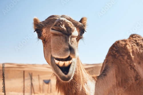 Print op canvas Funny camel in desert