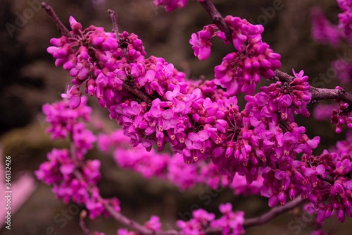 Pink flowers. Lilac. Blooming trees. Spring. Hope.