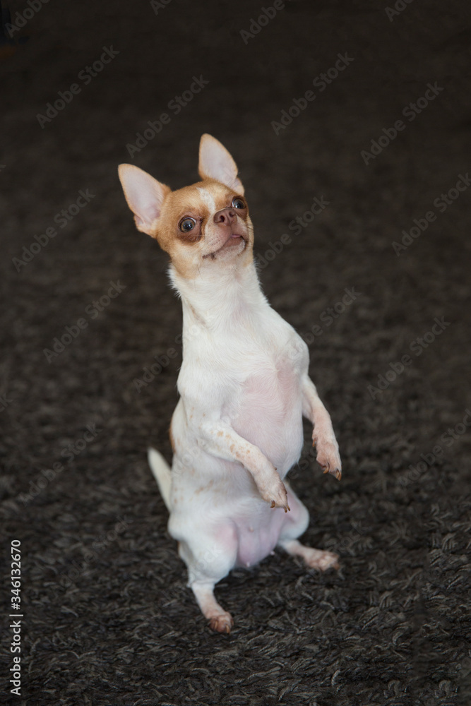 A chihuahua dog stands on its hind legs on a long-pile carpet. The age of the dog is one year and five months.