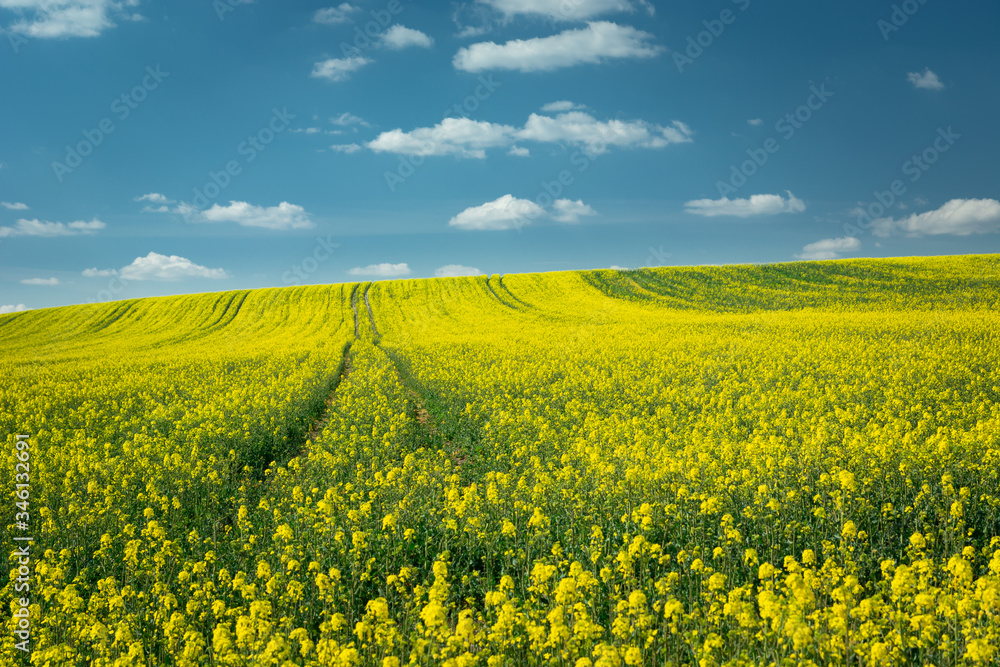 Field of yellow rape on the hill, horizon and white clouds on blue sky