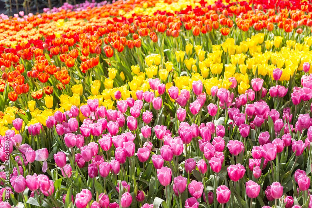 Colourful tulip flower garden, nature background, outdoor day light, spring or summer season