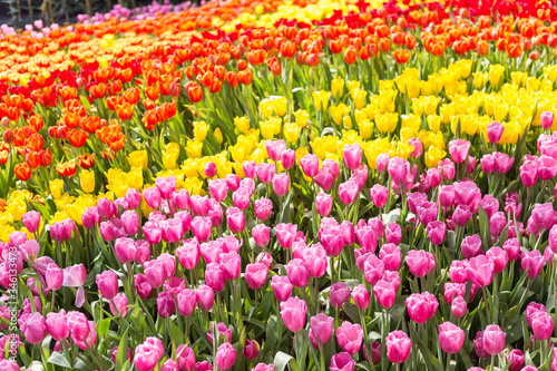 Colourful tulip flower garden, nature background, outdoor day light, spring or summer season