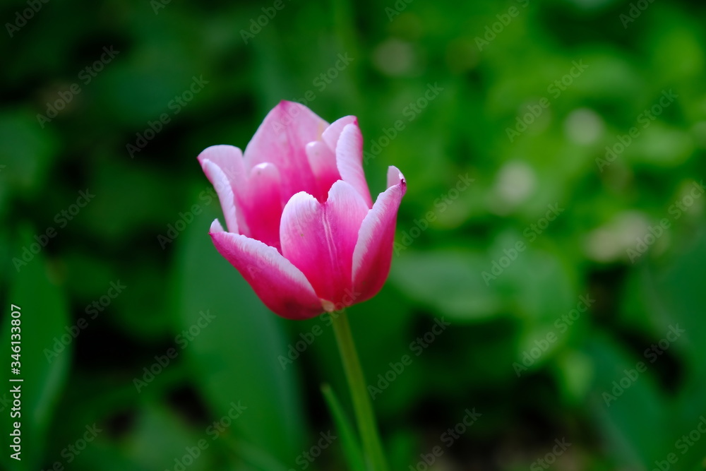 Fototapeta premium Tulips in a city park. Blurred background. Floral image for web design. 