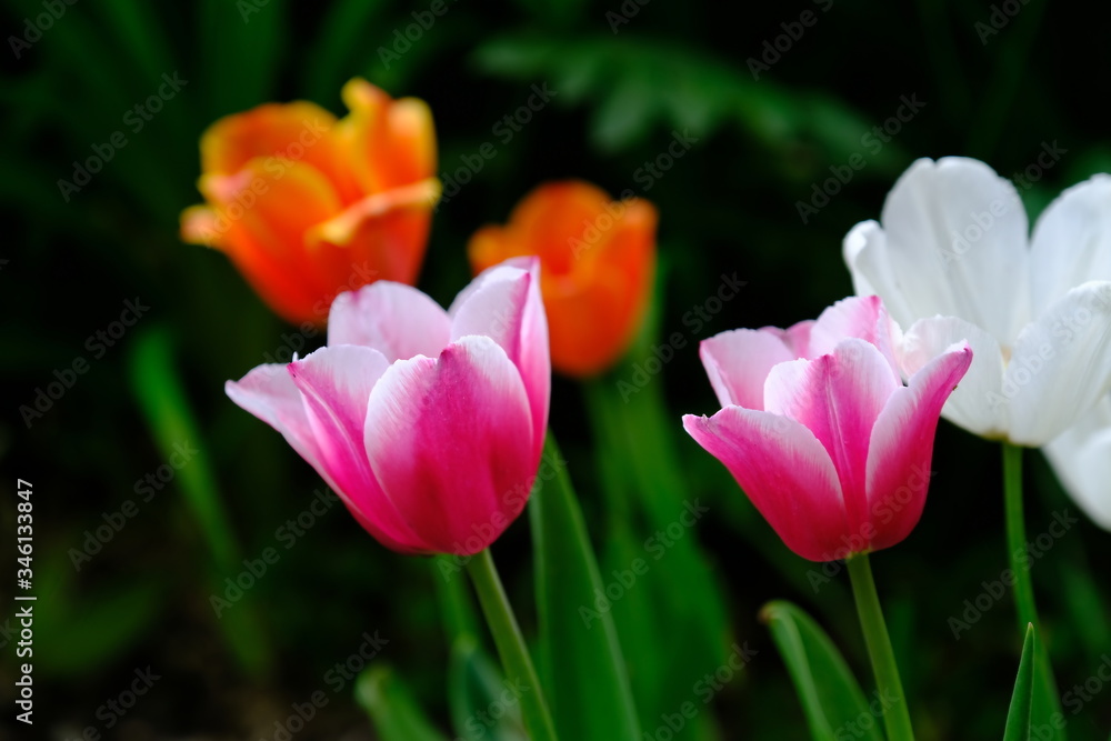 Tulips in a city park.
Blurred background.
Floral image for web design.
Tulips in a city park.
Blurred background.
Floral image for web design.