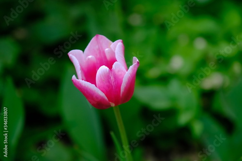  Tulips in a city park. Blurred background. Floral image for web design. 