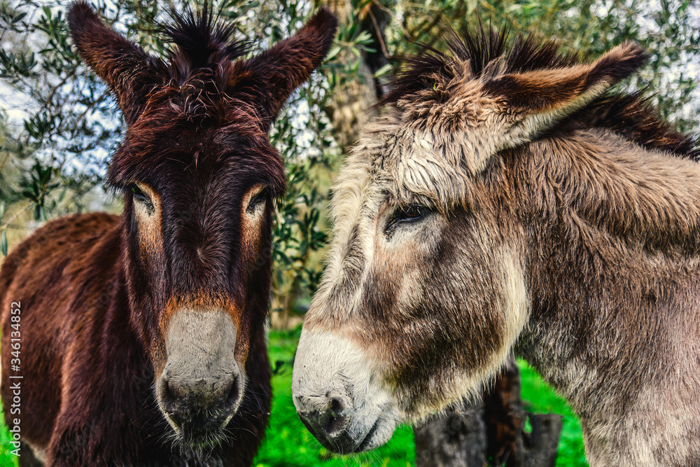 Two donkeys in the countryside in springtime